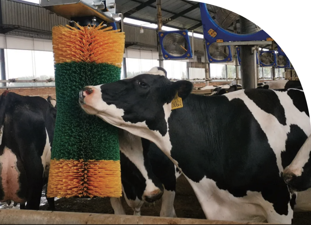 Chen Wei: Animal welfare, from business to mission